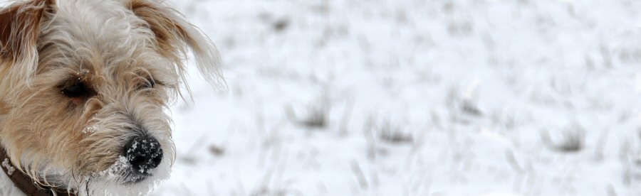 Welcome to Pawprints UK